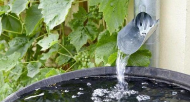 Kdy a jak zalévat řepu slanou vodou, aby zůstala sladká